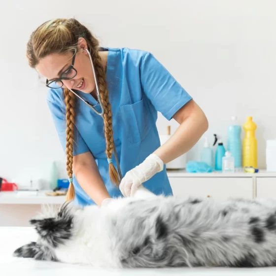 Kocaeli Yuvam Veteriner Kliniği 1